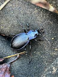 Attēlu rezultāti vaicājumam “Carabus violaceus”