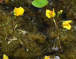 Attēlu rezultāti vaicājumam “Utricularia vulgaris flower”