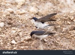 Attēlu rezultāti vaicājumam “Delichon urbicum”