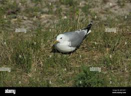 Attēlu rezultāti vaicājumam “Larus argentatus eggs”