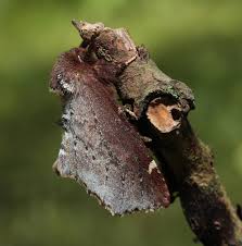 Attēlu rezultāti vaicājumam “Odontosia carmelita”