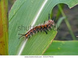 Attēlu rezultāti vaicājumam “Orgyia antiqua”