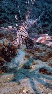 Image result for Pterois radiata