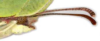 Attēlu rezultāti vaicājumam “Gonepteryx rhamni upperside”