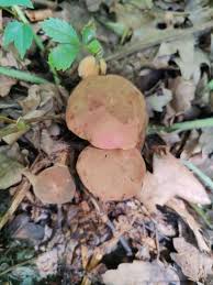 Attēlu rezultāti vaicājumam “Xerocomus subtomentosus”