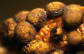 Attēlu rezultāti vaicājumam “Lamproderma violaceum young”