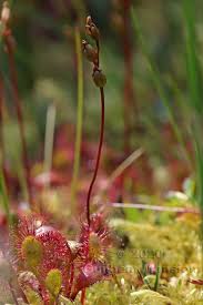 Attēlu rezultāti vaicājumam “Drosera x obovata”