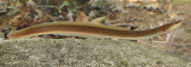 Image result for Anguilla rostrata