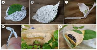 Attēlu rezultāti vaicājumam “Diderma chondrioderma sessile”