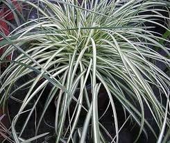 Attēlu rezultāti vaicājumam “Carex ornithopoda”