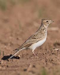 Image result for Alauda arvensis