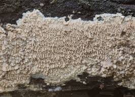 Attēlu rezultāti vaicājumam “Phlebia rufa”