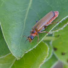 Attēlu rezultāti vaicājumam “Cantharis figurata”