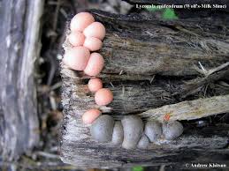 Attēlu rezultāti vaicājumam “Lycogala epidendrum s.str.”