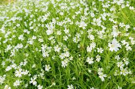 Attēlu rezultāti vaicājumam “Stellaria holostea flower”