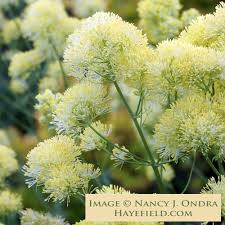 Attēlu rezultāti vaicājumam “Thalictrum flavum flower”