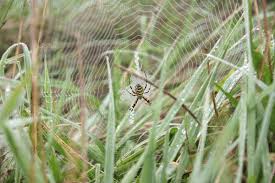 Attēlu rezultāti vaicājumam “Argiope bruennichi female”