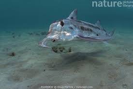 Image result for Callorhinchus capensis