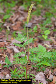 Attēlu rezultāti vaicājumam “Botrychium virginianum”