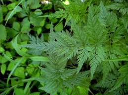 Attēlu rezultāti vaicājumam “Torilis japonica leaf”