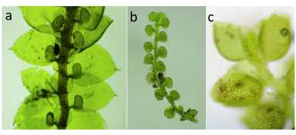 Attēlu rezultāti vaicājumam “Frullania tamarisci”