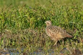 Attēlu rezultāti vaicājumam “Perdix perdix adult”