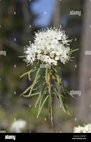 Attēlu rezultāti vaicājumam “Ledum palustre flower”