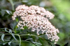 Attēlu rezultāti vaicājumam “Sambucus nigra flower”