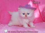 PERSIAN KITTENS at PERSIAN KITTENS