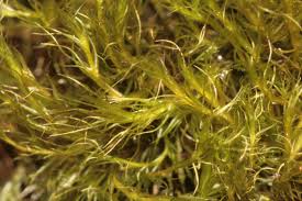 Attēlu rezultāti vaicājumam “Ditrichum flexicaule”