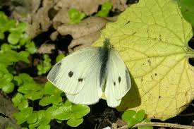 Attēlu rezultāti vaicājumam “Pieris rapae male”
