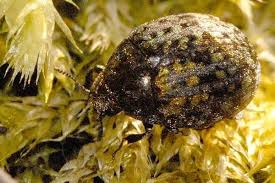 Attēlu rezultāti vaicājumam “Byrrhidae”