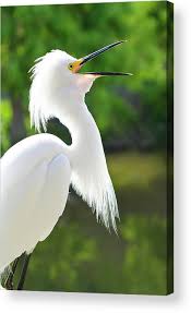Image result for Egretta thula
