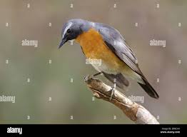 Image result for Irania gutturalis