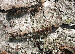 Attēlu rezultāti vaicājumam “Lymantria dispar larva”