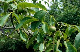 Attēlu rezultāti vaicājumam “Juglans regia”