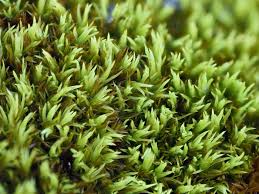 Attēlu rezultāti vaicājumam “Tortella inclinata”