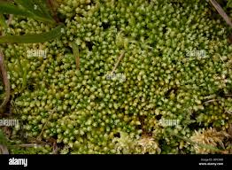 Attēlu rezultāti vaicājumam “Sphagnum compactum”