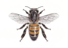Attēlu rezultāti vaicājumam “Apis mellifera”