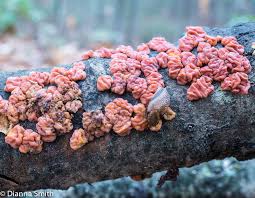 Attēlu rezultāti vaicājumam “Phlebia rufa”