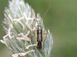 Attēlu rezultāti vaicājumam “Stenotus binotatus”