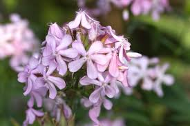 Attēlu rezultāti vaicājumam “Saponaria officinalis leaf”