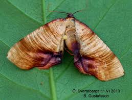 Attēlu rezultāti vaicājumam “Plagodis dolabraria”