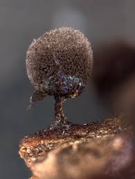 Attēlu rezultāti vaicājumam “Lamproderma arcyrioides macro”