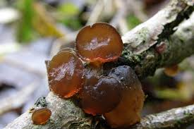 Attēlu rezultāti vaicājumam “Exidia recisa”