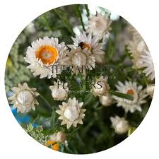 Image result for Helichrysum bracteatum