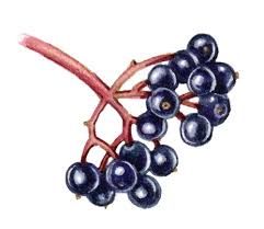 Attēlu rezultāti vaicājumam “Cornus sanguinea fruit”