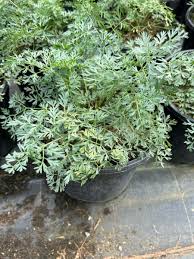 Attēlu rezultāti vaicājumam “Cenolophium denudatum”