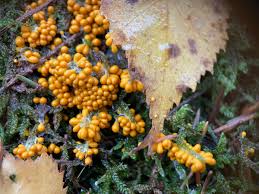 Attēlu rezultāti vaicājumam “Leocarpus fragilis”