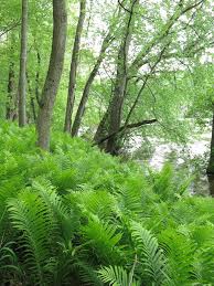 Attēlu rezultāti vaicājumam “Matteuccia struthiopteris”